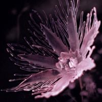 Dania - Listless