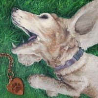 Scowls - My Dear Canine