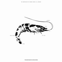 海老 [Ebi] - Space Teddy EP II