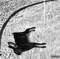 Gvllow - Orchid