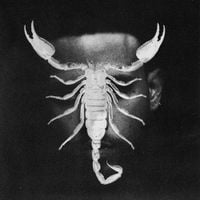 JHAYCO - SCORPIO