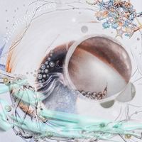 Sh&ouml;ka - Misaligned Face