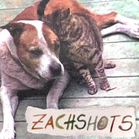 Zachshots - Zachshots