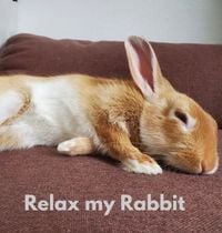 The Rabbit Relaxer - Relay My Rabbit