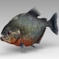 Oxis - Piranha