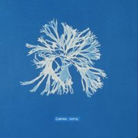 Comma Sutra - Comma Sutra