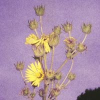 Adeline Hotel - Watch The Sunflowers