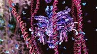 Bj&ouml;rk - Hollow