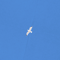 TonKa - seagul! (2024)