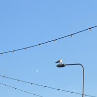 TonKa - seagul! (2025)