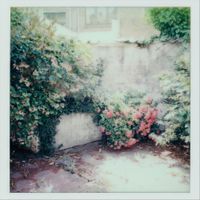 Bloed - Tranen