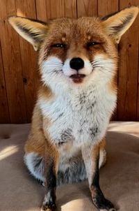 🦊 - <3