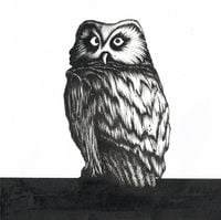Bleu Russe - Pigeon