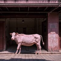 Yash Raj Mishra - GULABI