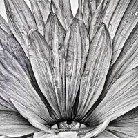 Zero Percent - Flowers Blooming Under The White Wall