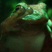 Phyllomedusa - Our Vines Have Tender Frogs