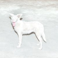 &Atilde;o - Malandra