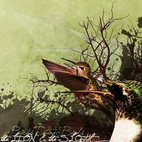 The Lion & The Sloth - Birds Eating Birds