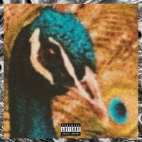 peacock - DAWN