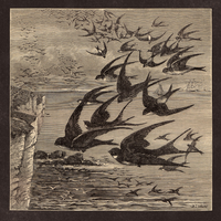 Neutral Milk Hotel - Little Birds