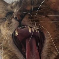 Showing Teeth - Labyrinth