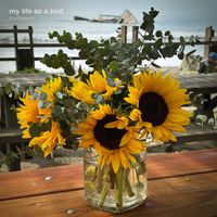 my life as a bird - Sunflowers