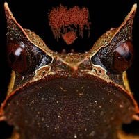 Phyllomedusa - Steady Froggin'