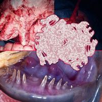 Phyllomedusa - My Stomachache Came Back