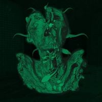 Phyllomedusa - Macrorooms