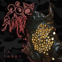 Phyllomedusa - In Labour