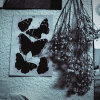 stella - two songs