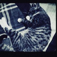 stella - I Will Never Ask