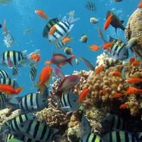fishfish - nautical
