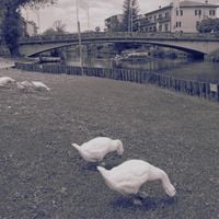 Bittersweet - The River Took the Letters... and Forgot Who They Were For