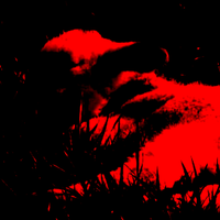 carcass of a sheep that nobody heard the cries of - carcass of a sheep that nobody heard the cries of