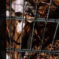 VenusianCatStore - A Time For Wolves