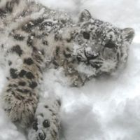 Nimstarr - The Snow Leopard's After Party