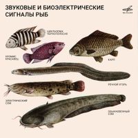 Various Artists - Звуковые и биоэлектрические сигналы рыб