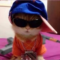 Prodalfredo - We Love Cats and Guns