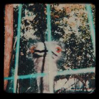 Azedia - Captivity