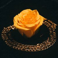 Atomic Rule - The Golden Rose