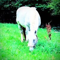 firebug invasion! - about the elephant