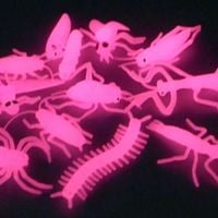 lexi - roaches