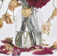 tubakiii - Camellia
