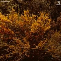 Jefre Cantu-Ledesma - Tracing Back the Radiance