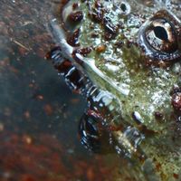Phyllomedusa - Puddle Dependency