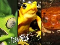 Phyllomedusa - What's Your Favorite Animal?