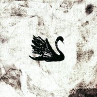 Husks - Black Swan