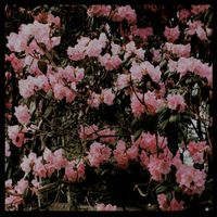 Black Nail - Discography (2016-2017)