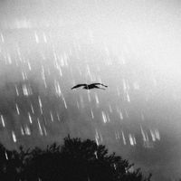 guca owl - Don't Judge Me